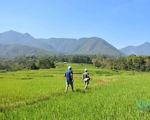 Trekking in the rice field