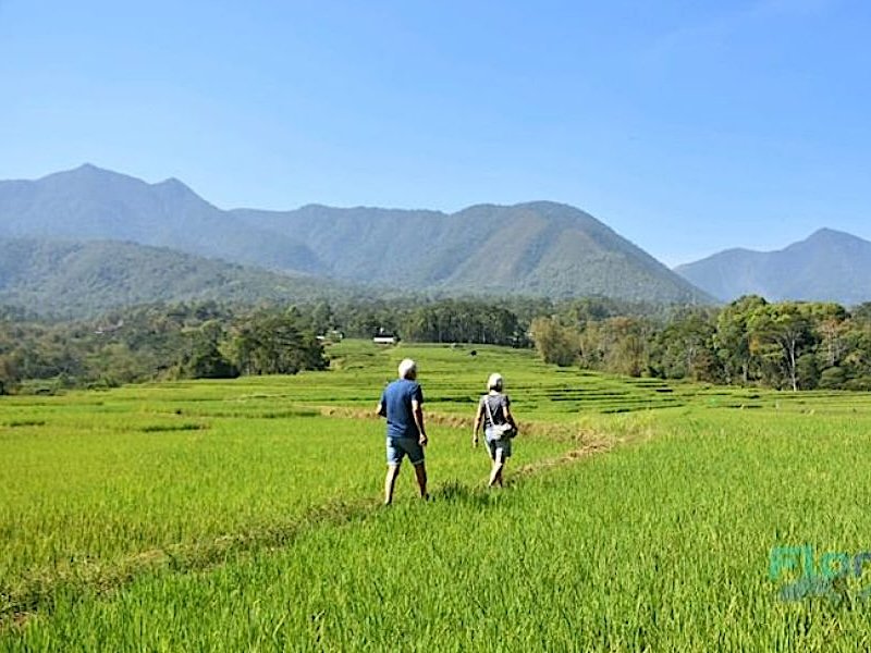 Travelers from Canada walking around the paddy field at Lingko Ratung, Ruteng