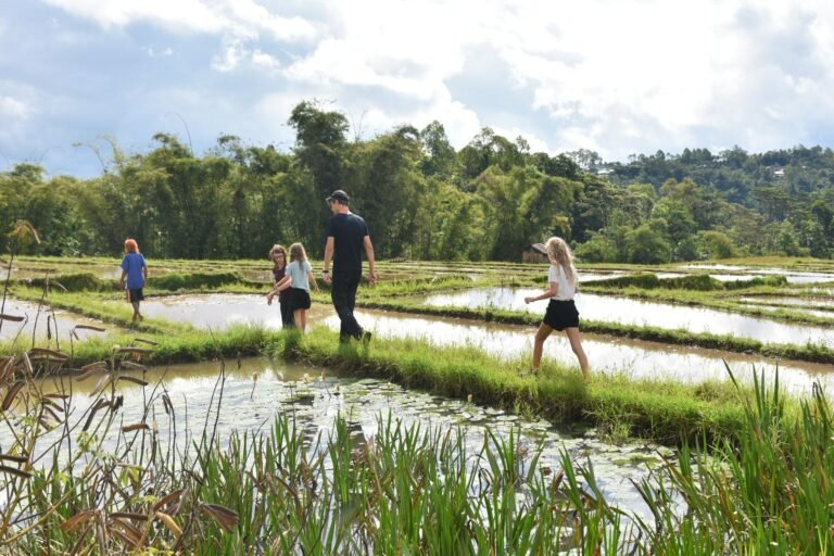 our travelers were walking around the paddy fields in Lingko Ratung, Ruteng.