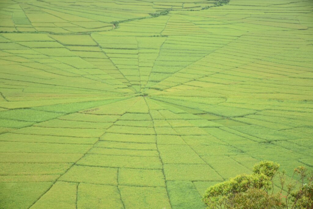 Cancar the spider web rice field
