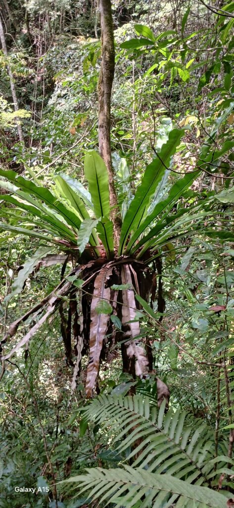 Bird's nest fern (Asplenium nidus)