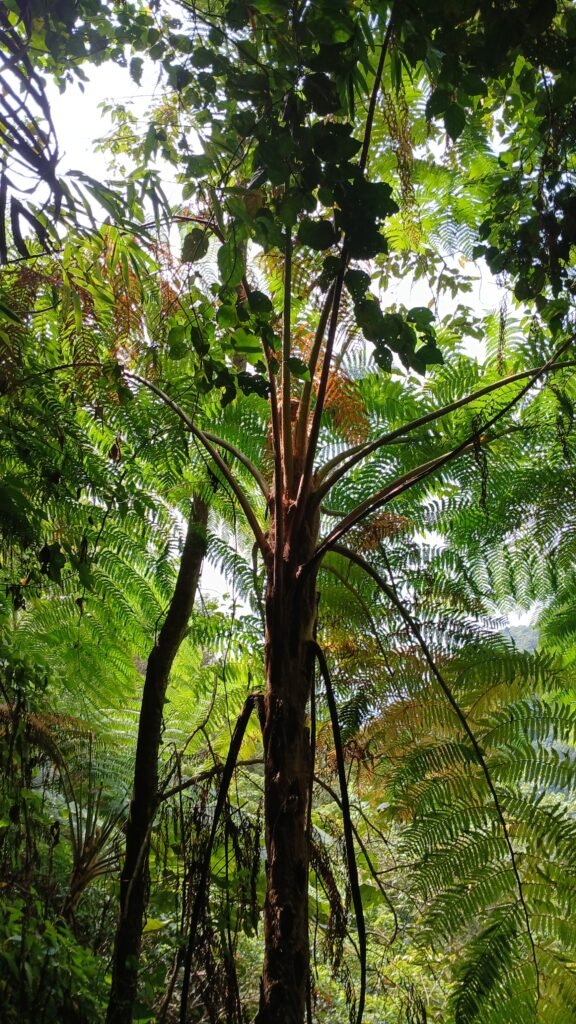 Spiny Tree Fern Alsophila spinulosa