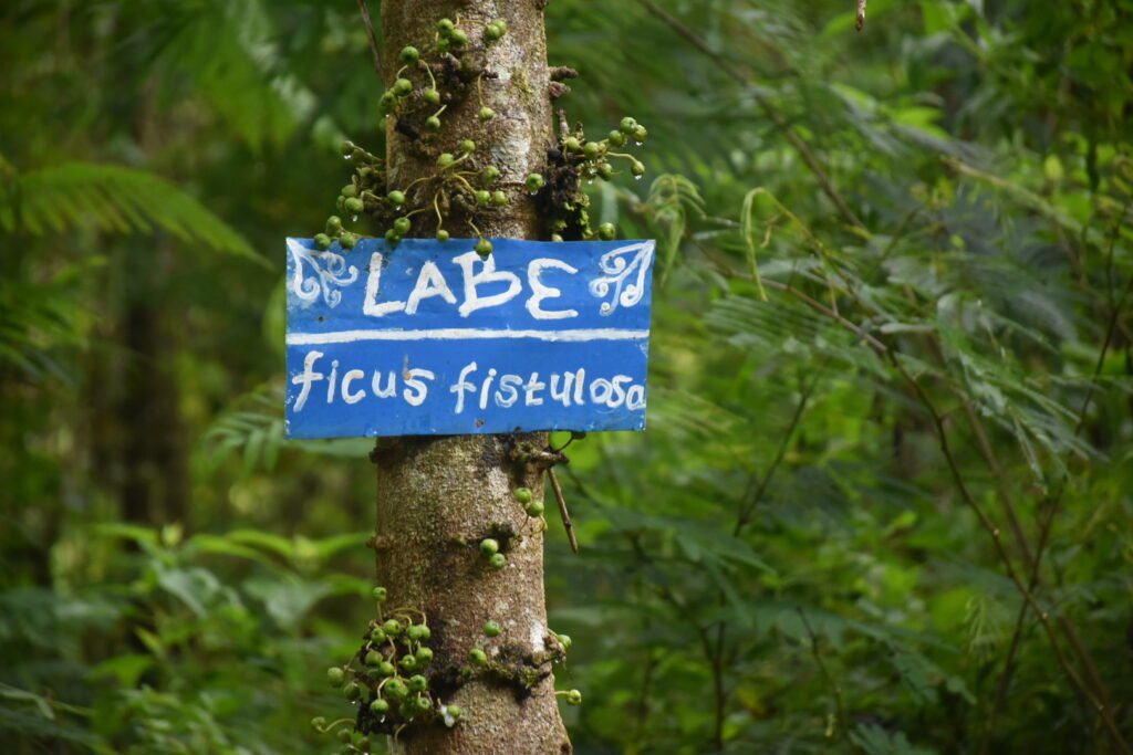 Labe (Ficus Flustosa)