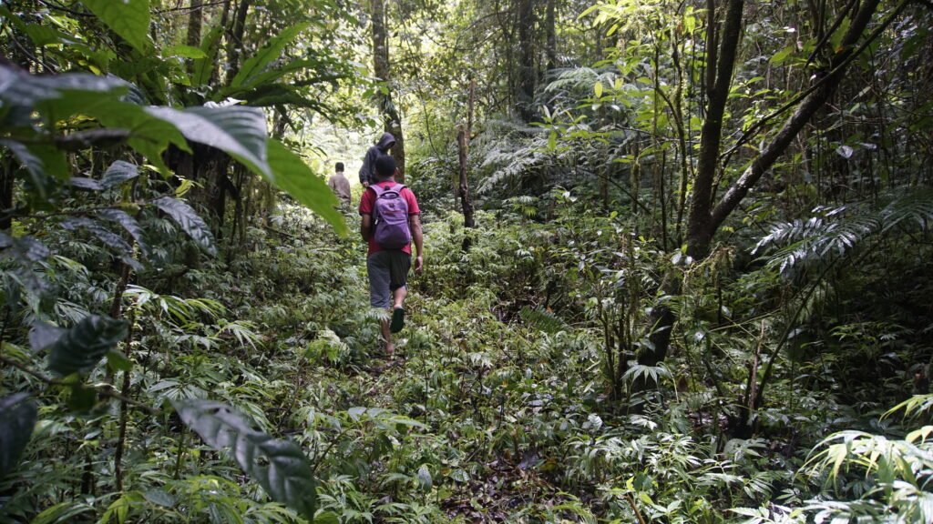 Local people from Ruteng trek through the rainforest