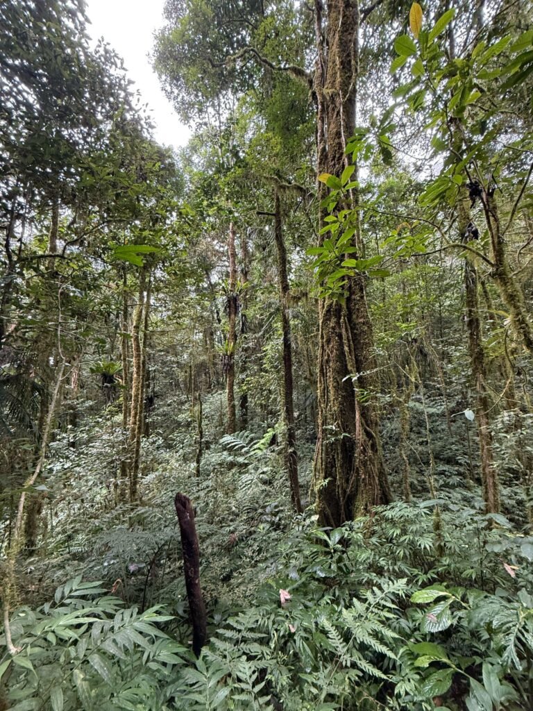 epifit trees