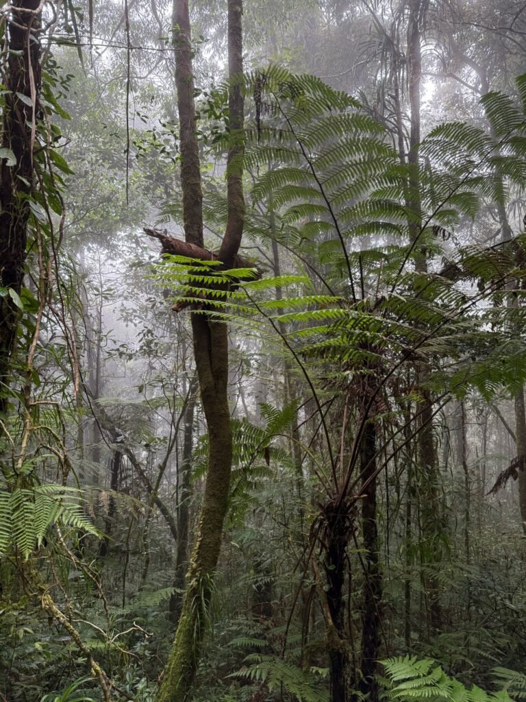 fern tree