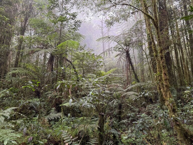 jungle of Mandosawu