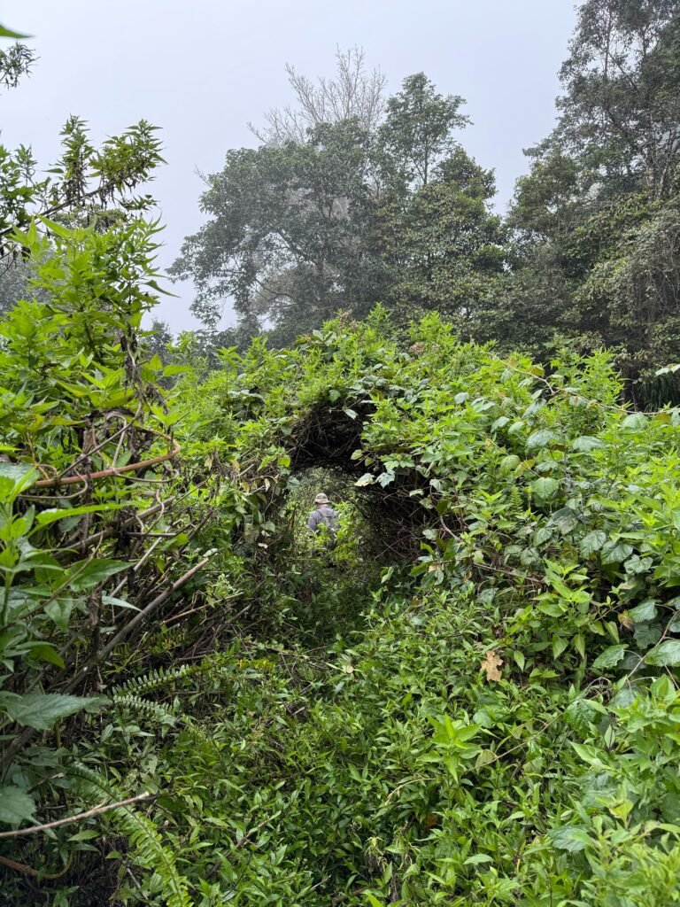 Flores Jungle Trek