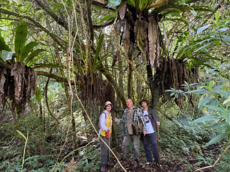 Celebrate the trekking under the bird's nest fern