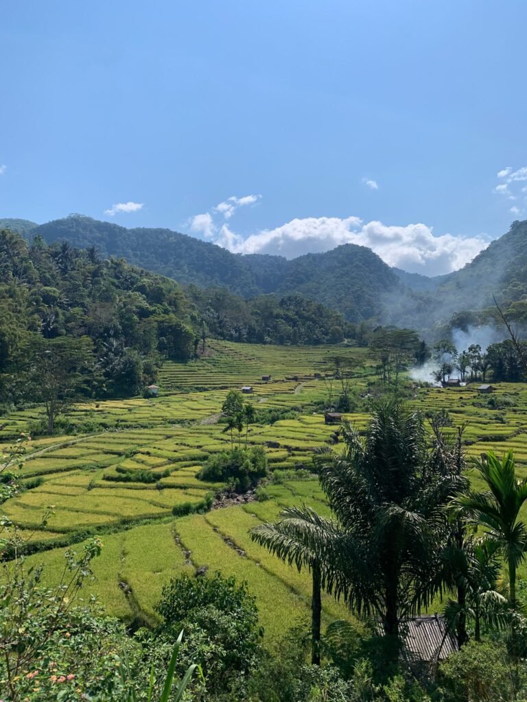 Beautiful rice field view in Colol Village