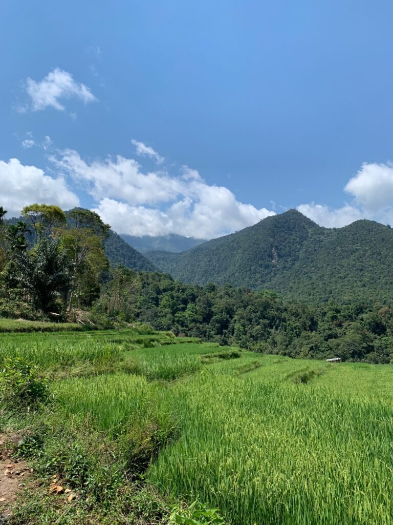 Mountain and rice field view taken from Colol Village