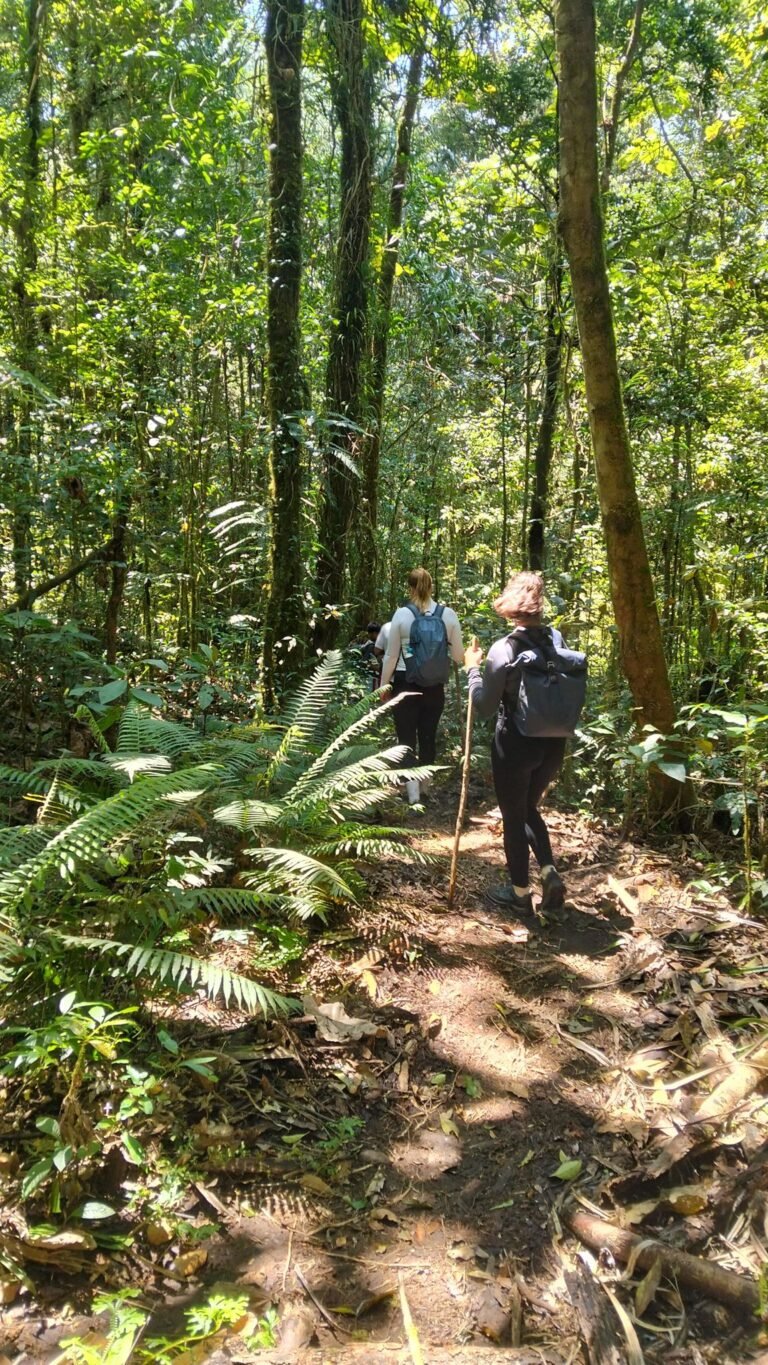 The trekking activity inside the rainforest of Ruteng