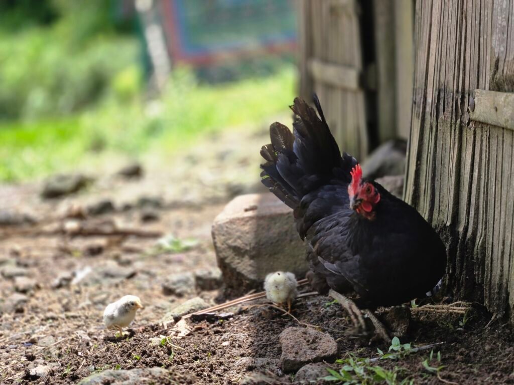 hen and chicks