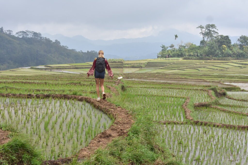 Walking in the rice field