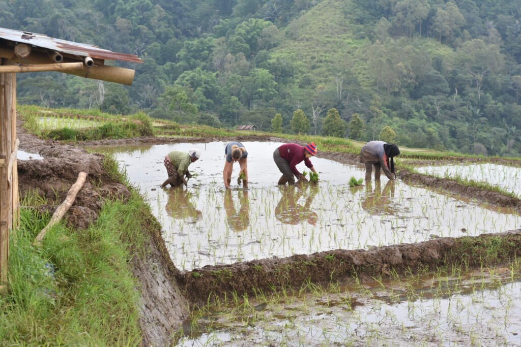 Planting Rice in Lingko Ratung